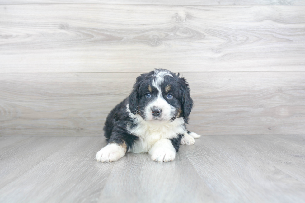 Popular Mini Bernedoodle Poodle Mix Pup