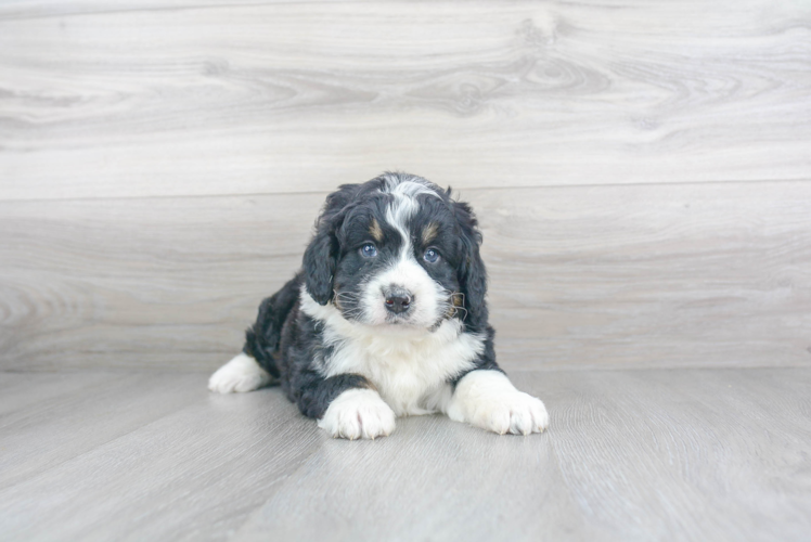 Playful Mini Berniedoodle Poodle Mix Puppy