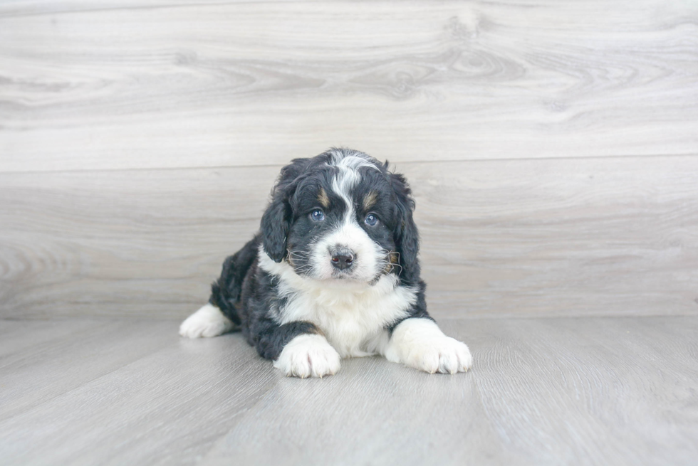 Playful Mini Berniedoodle Poodle Mix Puppy