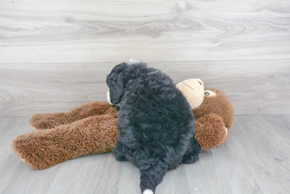 Best Mini Bernedoodle Baby