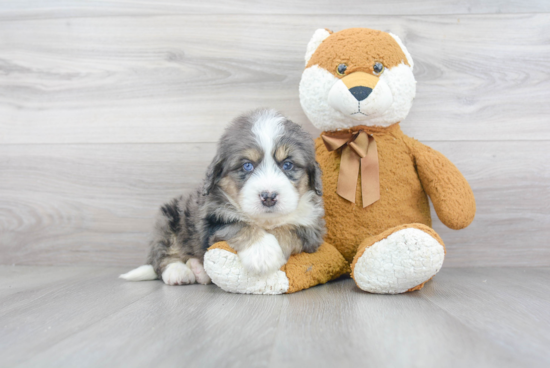 Best Mini Bernedoodle Baby