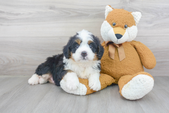 Mini Bernedoodle Pup Being Cute