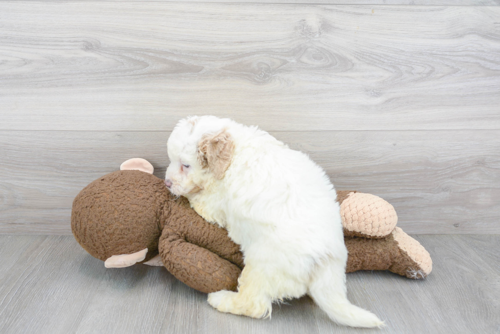 Mini Bernedoodle Puppy for Adoption