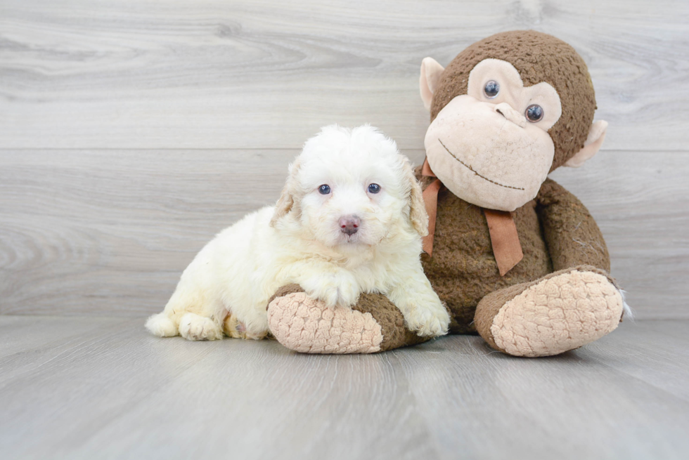 Cute Mini Bernedoodle Baby