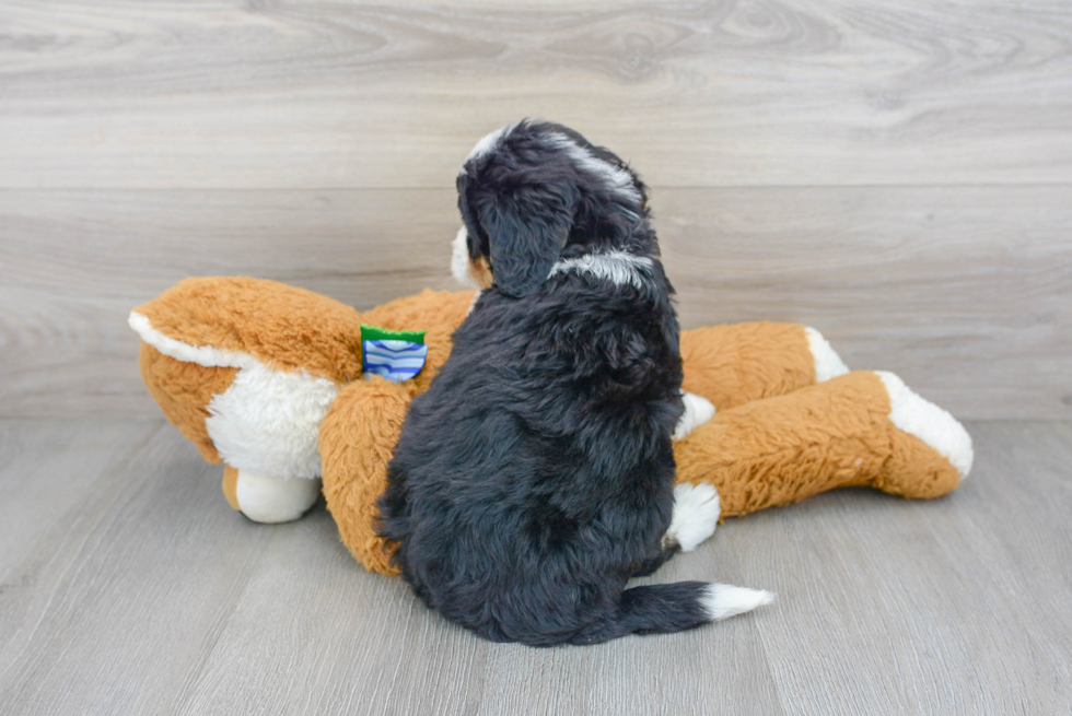 Happy Mini Bernedoodle Baby