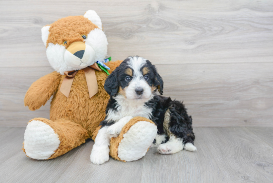 Cute Mini Bernedoodle Baby