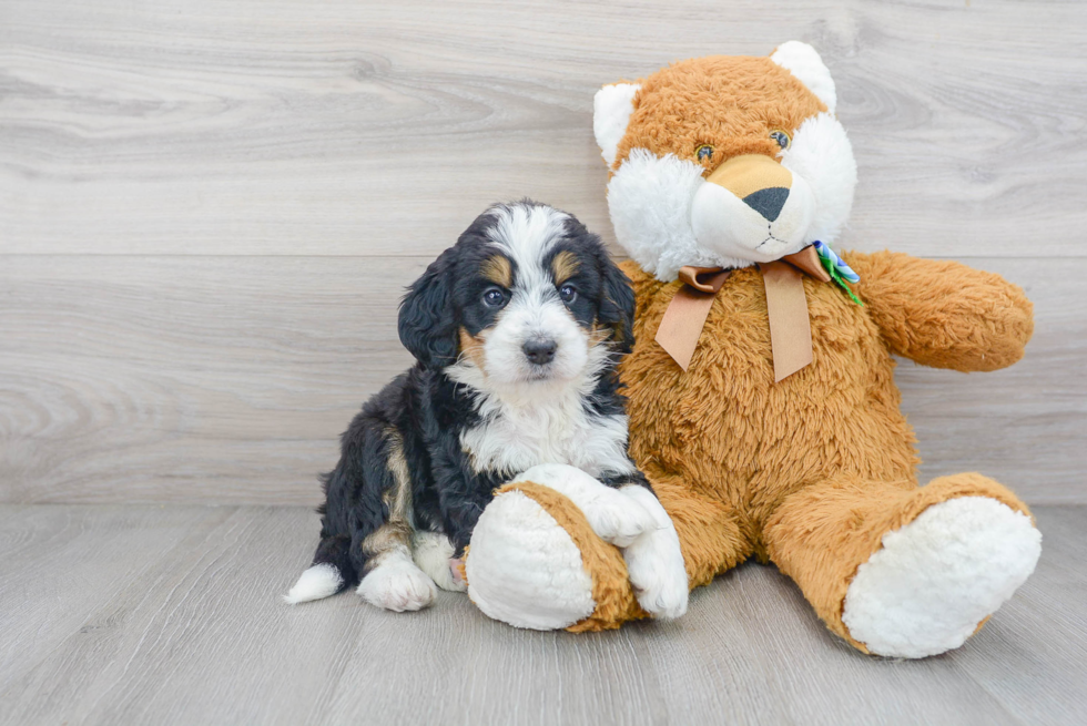 Funny Mini Bernedoodle Poodle Mix Pup