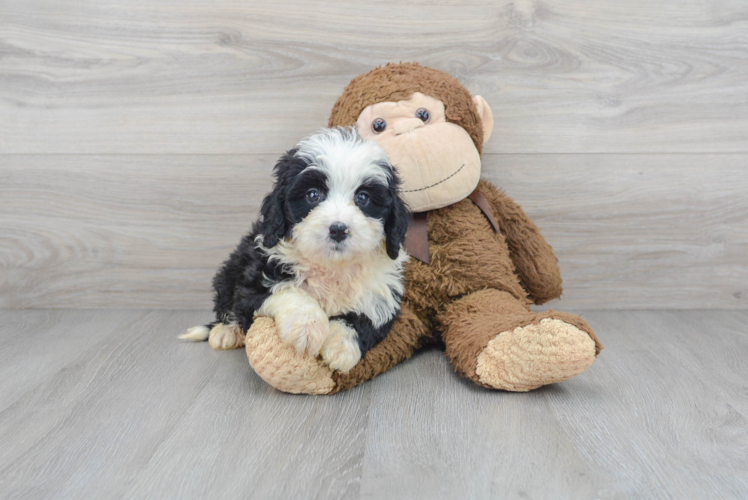 Best Mini Bernedoodle Baby