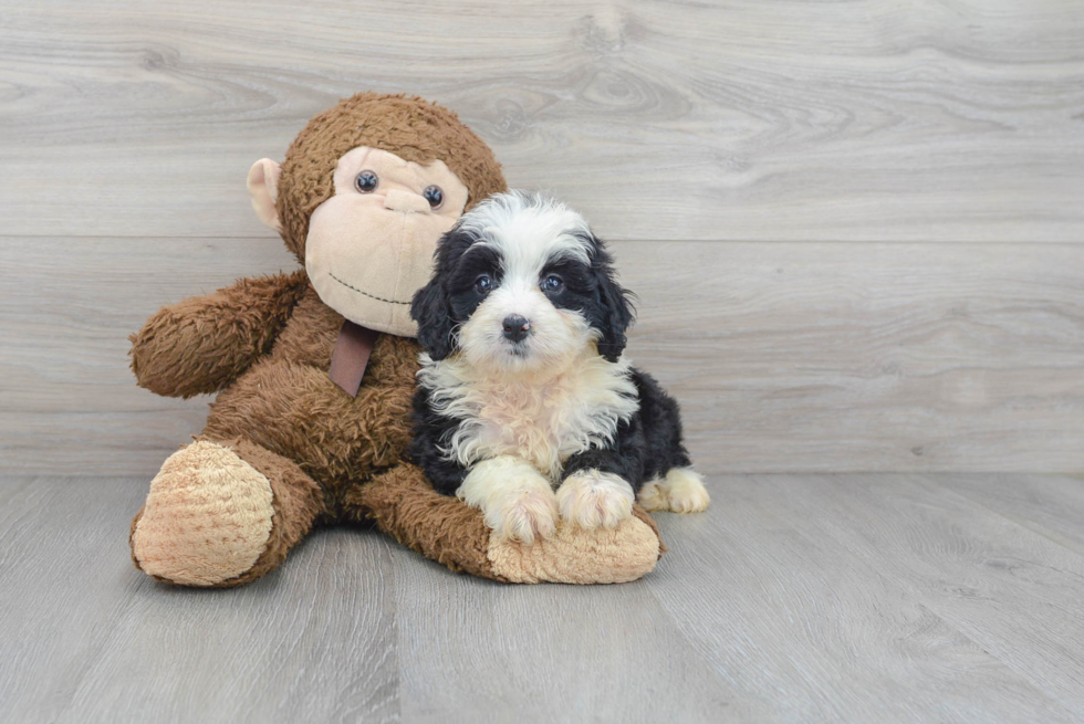 Petite Mini Bernedoodle Poodle Mix Pup