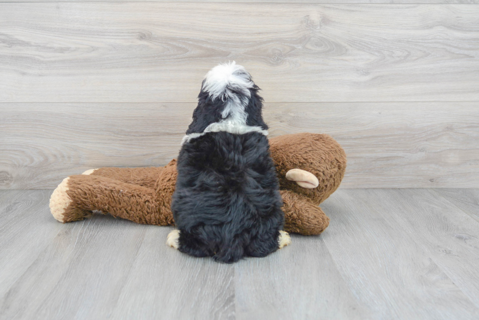 Happy Mini Bernedoodle Baby