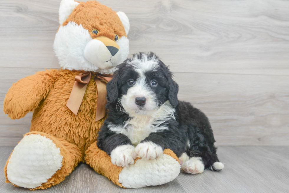 Funny Mini Bernedoodle Poodle Mix Pup