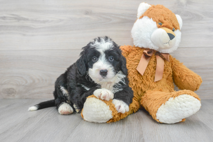 Best Mini Bernedoodle Baby