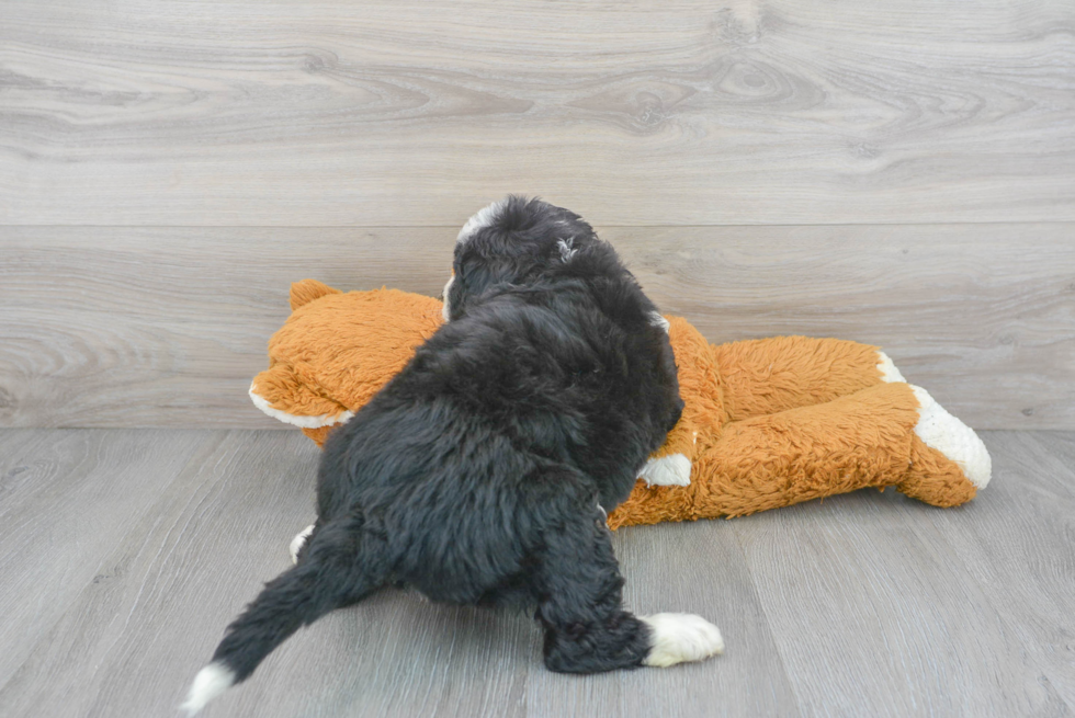 Popular Mini Bernedoodle Poodle Mix Pup