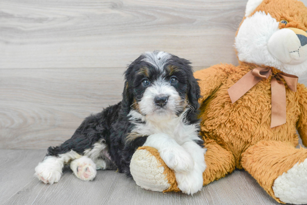 Mini Bernedoodle Puppy for Adoption