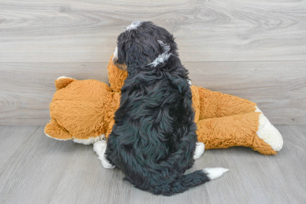 Cute Mini Bernedoodle Baby