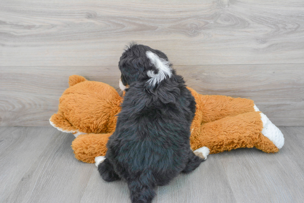 Best Mini Bernedoodle Baby