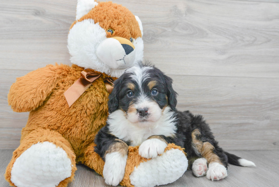 Fluffy Mini Bernedoodle Poodle Mix Pup