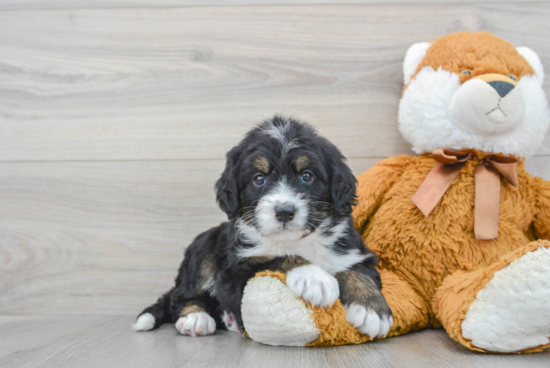 Mini Bernedoodle Puppy for Adoption