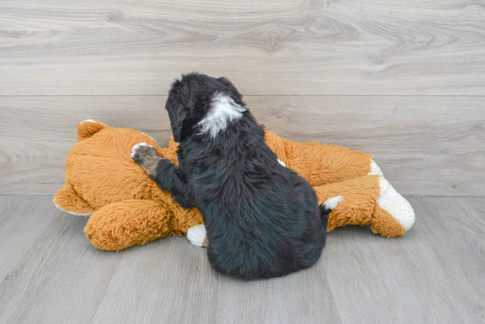 Cute Mini Bernedoodle Baby