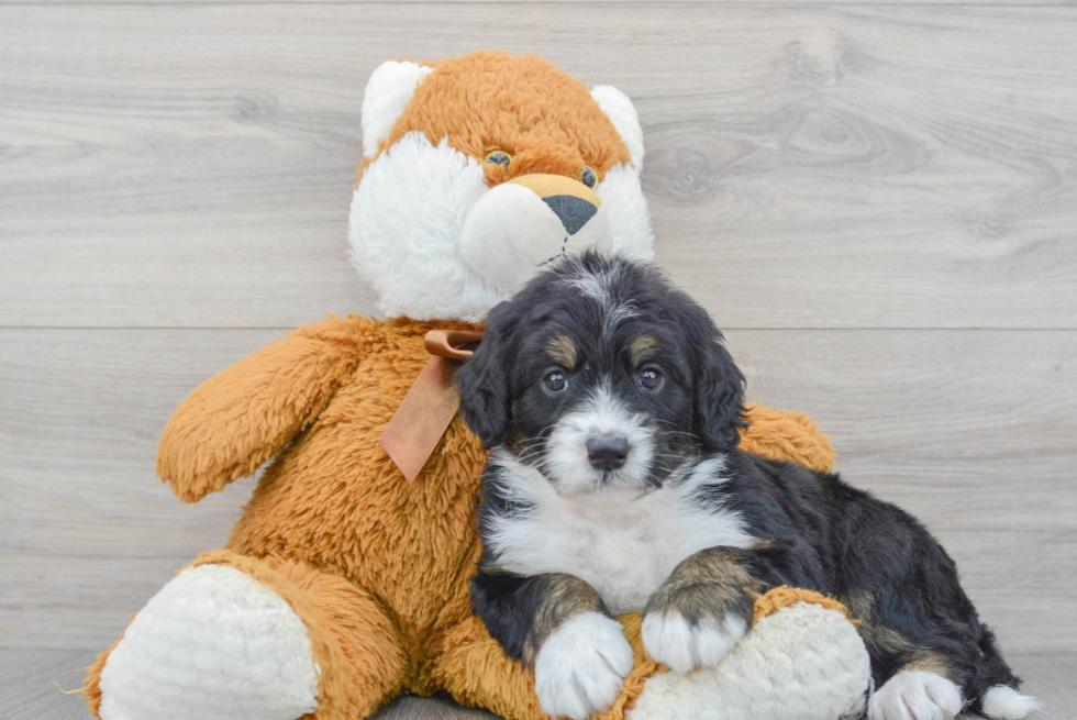 Mini Bernedoodle Puppy for Adoption