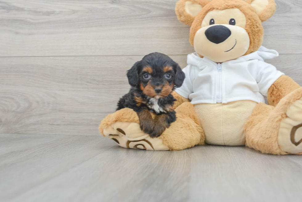 Mini Bernedoodle Pup Being Cute