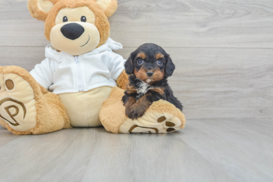 Playful Bernadoodle Poodle Mix Puppy