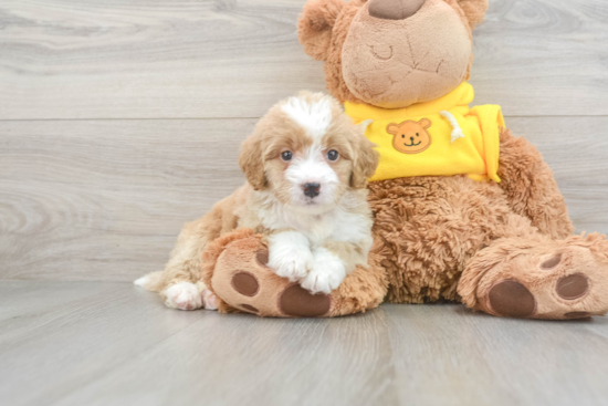 Small Mini Bernedoodle Baby