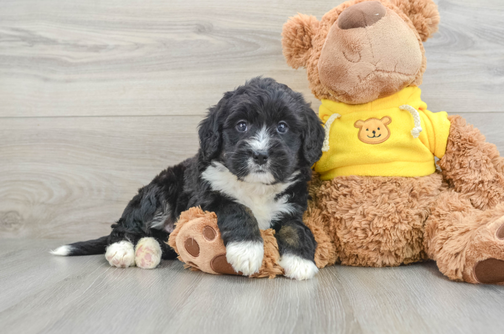 5 week old Mini Bernedoodle Puppy For Sale - Premier Pups