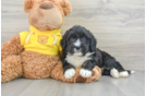 Best Mini Bernedoodle Baby