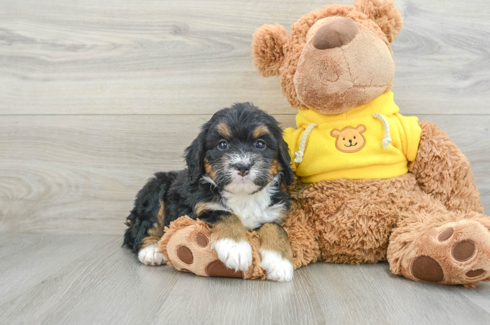 5 week old Mini Bernedoodle Puppy For Sale - Premier Pups