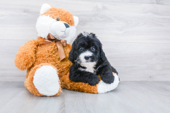 Friendly Mini Bernedoodle Baby