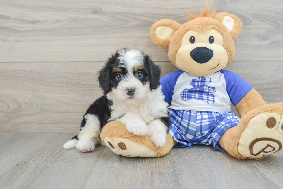 Energetic Mini Berniedoodle Poodle Mix Puppy