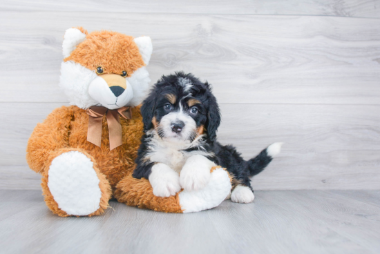 Mini Bernedoodle Pup Being Cute