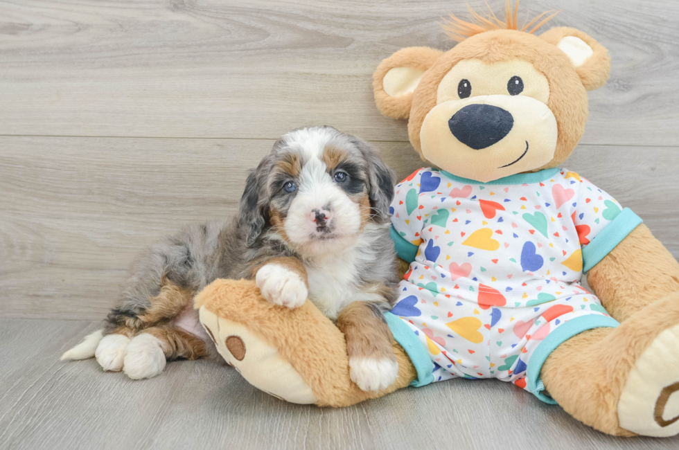 6 week old Mini Bernedoodle Puppy For Sale - Premier Pups