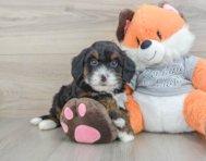 8 week old Mini Bernedoodle Puppy For Sale - Premier Pups