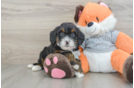 Best Mini Bernedoodle Baby