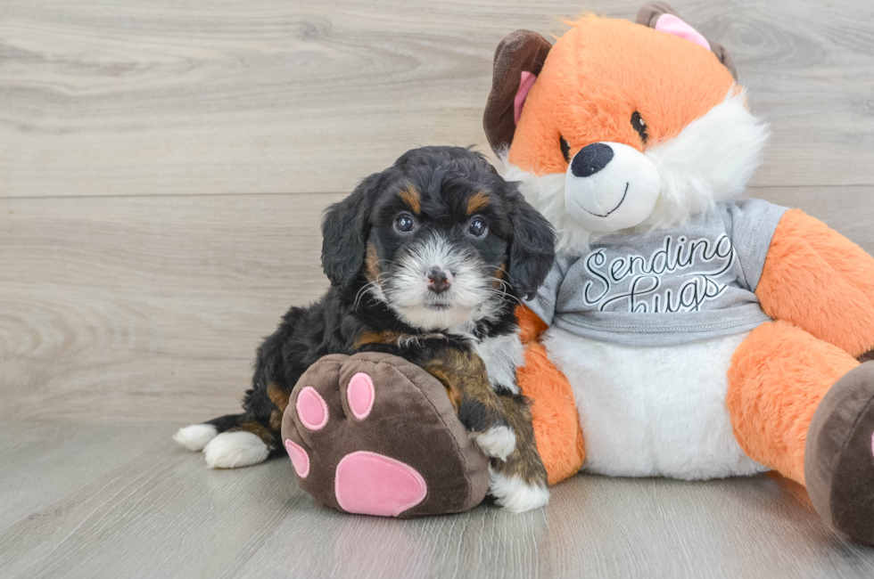6 week old Mini Bernedoodle Puppy For Sale - Premier Pups