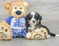 7 week old Mini Bernedoodle Puppy For Sale - Premier Pups
