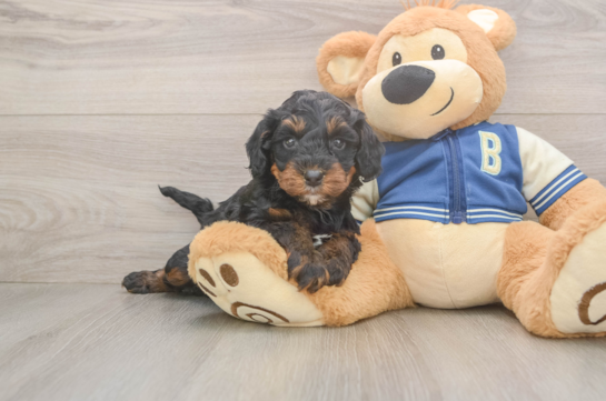 Mini Bernedoodle Puppy for Adoption