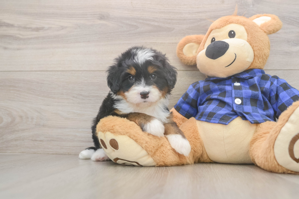 Best Mini Bernedoodle Baby