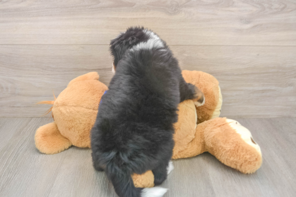 Mini Bernedoodle Pup Being Cute