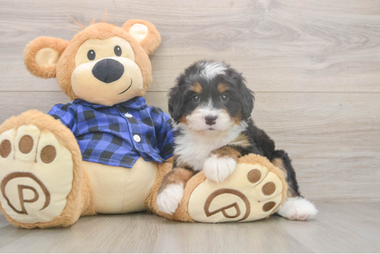 Mini Bernedoodle Pup Being Cute