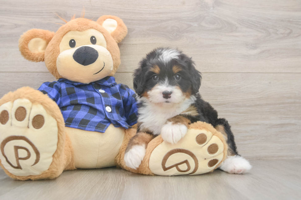 Mini Bernedoodle Pup Being Cute