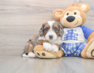 6 week old Mini Bernedoodle Puppy For Sale - Premier Pups