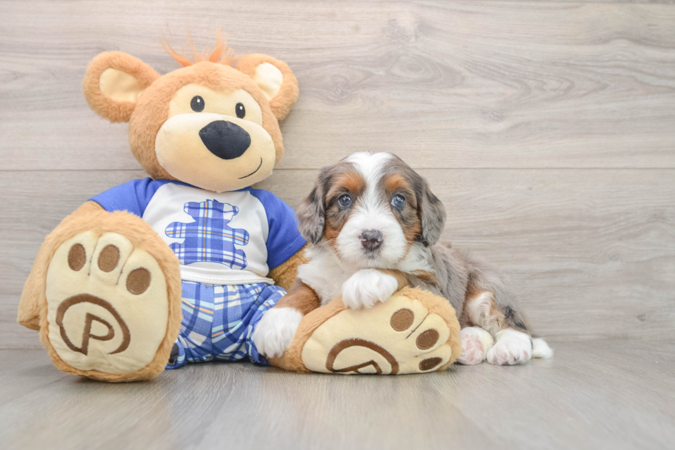 Mini Bernedoodle Pup Being Cute