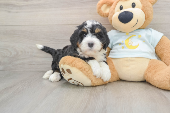 Best Mini Bernedoodle Baby