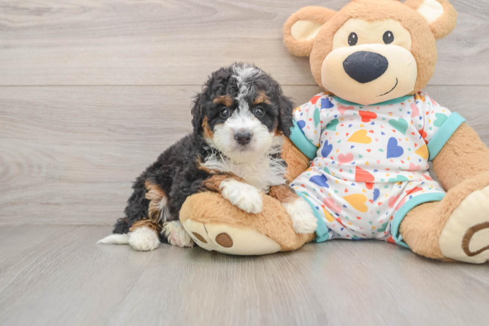 Popular Mini Bernedoodle Poodle Mix Pup
