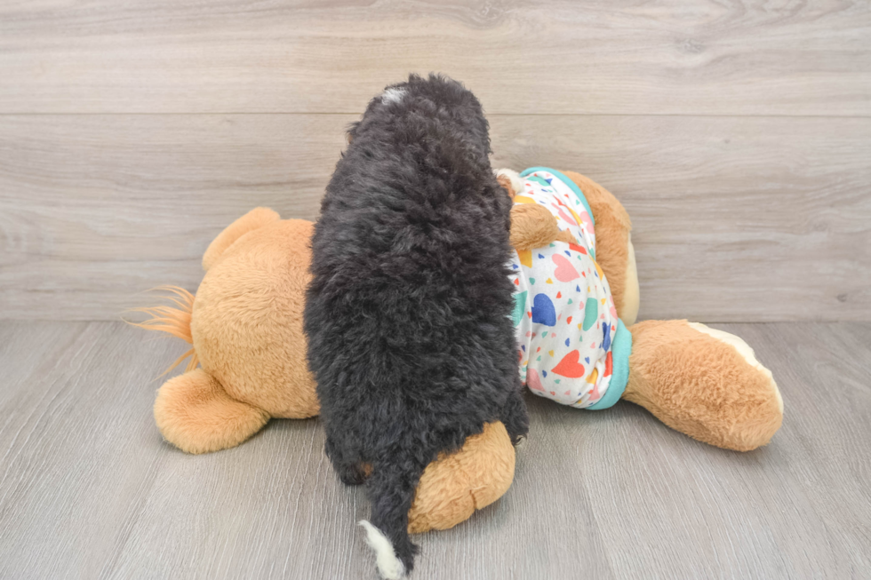 Mini Bernedoodle Pup Being Cute