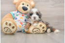 Playful Bernese Doodle Poodle Mix Puppy