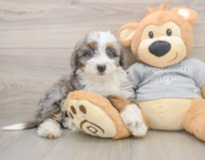 8 week old Mini Bernedoodle Puppy For Sale - Premier Pups